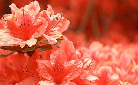 ���N��ľ�I(m��i)�u(m��i)��ͬ