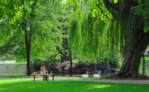 公園招商合同范本