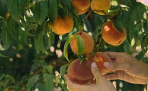 標準農(nóng)村果園承包合同范本