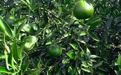 (�؂�)���@�а���ͬ15ƪ