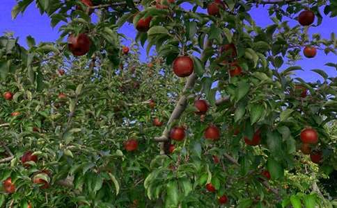 承包果園的合同范本