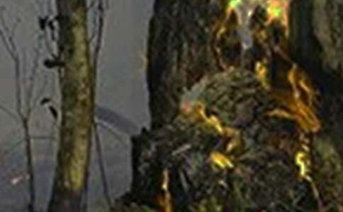 ����ɭ�ֻ��(z��i)���ع������������x7ƪ��