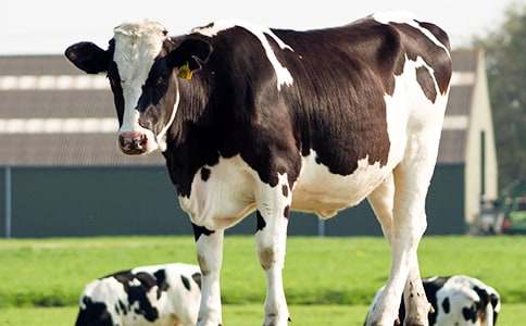 ��ţ�I�u��ͬ