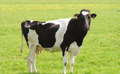 奶牛選購合同范本