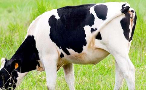 (��Ʒ)��ţ�I�u��ͬ4ƪ