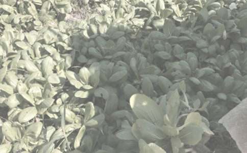 農(nóng)作物種子預(yù)約生產(chǎn)合同