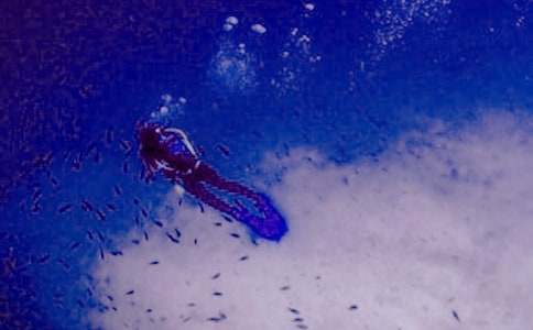 租用潛水船及潛水人員合同書(shū)