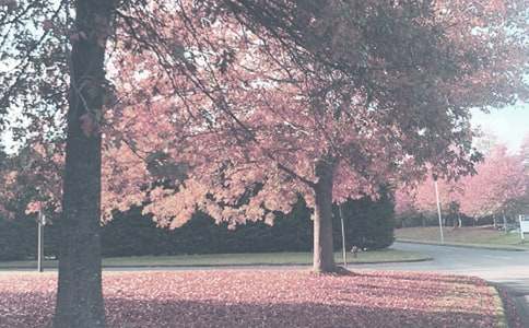 秋季小班工作計劃(精品)