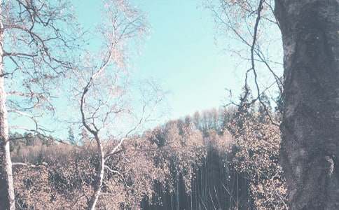 保育員秋季工作計劃