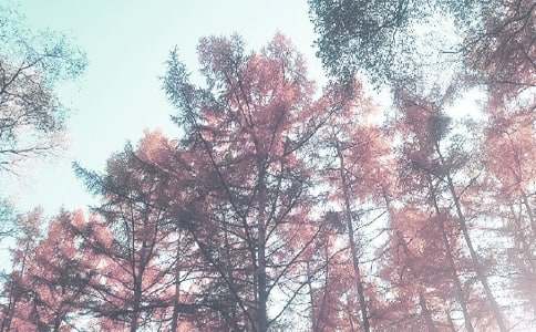 �＾ɭ�ַ���������