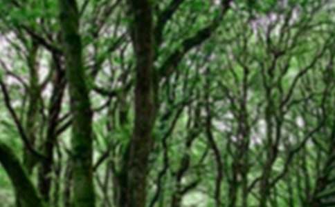 ɭ�ַ�����Z��