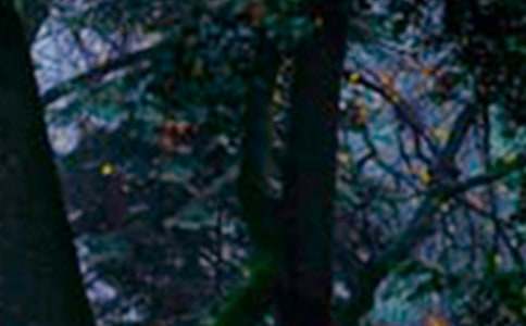 保護(hù)森林的建議書