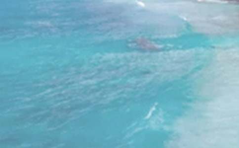 《夏日邀請(qǐng)函》讀后感