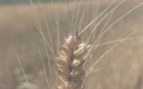 С��?zh��n)�ُ���?/></p>
<h2>С��?zh��n)�ُ���?</h2>
<p>�����׷���</p><p>�����ҷ���</p><p>�����ס����p����ƽ����Ը�f(xi��)��һ�µĻ��A(ch��)���������p�A��ԭ�t����������ͬ��</p><p>����һ���ҷ����C�Nֲ���s�Z�����L�^���Ї�(y��n)���՟o�����r(n��ng)�a(ch��n)Ʒ�ķNֲҎ(gu��)�̷Nֲ��</p><p>���������׷����C���ҷ��Nֲ�ğo�s�Zȫ����ُ�������ڇ��Ҙ�(bi��o)��(zh��n)�ı��o�r����ُ����(d��ng)�Ј��r���ں�ͬ�r��r����ͬ���o�r��ُ����(d��ng)���ں�ͬ�r�r����߃r����ُ��</p><p>���������׷�����ُ�^�̲�ȡ�(zh��n)�r(n��ng)������(w��)���Ļ��M�ɲ��M����ُ����ֱ���O(sh��)�c��ُ��</p><p>�����ġ����ʽ���F(xi��n)�𸶿���܇��܇�Y(ji��)������חl�������ҷ��l(f��)�ԙ�(qu��n)������޶ȱ��C�ҷ���������</p><p>���������׷����ҷ������»����|(zh��)��Ҫ��</p><p>����(1)�ɼ׷����x���ϟo����ʳƷ��(bi��o)��(zh��n)��`��(y��u)���s�Z��</p><p>����(2)�ҷ���횇�(y��n)���s�Z�o�����r(n��ng)�a(ch��n)Ʒ�ķNֲҎ(gu��)�̷Nֲ��</p><p>����(3)�s�Zˮ�ݲ���13%������������Sֵ��750G/L���s�Z��������������S������10%���в����S����ù�����s�Z�s�|(zh��)������S������20%�����еV���|(zh��)������S������0.5%���s�Z�����S�г�ù�������s�Z�����Ю�ζ��ɫ�ɮ�����</p><p>����������ͬ���h�Ľ�Q��ʽ������ͬ�������^���аl(f��)���Ġ��h�����p����(d��ng)���˅f(xi��)�̽�Q��Ҳ���ɮ�(d��ng)?sh��)ع��������������T�{(di��o)�����f(xi��)�����{(di��o)�ⲻ�ɵ����ύ�пh�ٲ�ί�T���ٲ���</p><p>������������ͬ�����^���������������ܵ���Ȼ��(z��i)������(y��ng)�����H��r�������p����ҕ���`�s��</p><p>�����ˡ�����ͬ�Ժ���֮��1���(n��i)��Ч��(��20xx��1��10����20xx��5��10��)</p><p>�����׷������� �ҷ�������</p><p>�����������ڣ�</p><h2>С��?zh��n)�ُ���?</h2>
<p>�����׷�(���״���)��</p><p>�����ҷ�(���״���)��</p><p>���������p����(j��ng)�^�f(xi��)�����������ݻ�����ԭ�t��С��ُ�N�_�����f(xi��)�h��</p><p>����һ����(sh��)����6500��;</p><p>���������|(zh��)����(bi��o)��(zh��n)�������������750��/�����ϣ�ˮ��12.5%�ԃ�(n��i)�� �s�|(zh��)1%�ԃ�(n��i)�� ��������8%�ԃ�(n��i)������ָ��(bi��o)ָ��(bi��o)�����χ���(bi��o)����ۼӹ���;</p><p>����������ُ�r���ɼ����p������(j��)�Ј�׃����ͬ�ƶ���Ŀǰ����2500Ԫ/�����Ժ��S�Ј�׃����׃����</p><p>����������؛�r�g����20xx�� 12��2�ա���20xx�� 3��22�ա�</p><p>����������؛��ʽ�����c��ɢ�b�l(f��)�\����܇�彻؛���׷���λ���ڵ؂}��;</p><p>��������Ӌ������շ�ʽ��</p><p>����1��Ӌ���Լ׷���Ӱ�Ӌ���Y(ji��)�����(zh��n)���ҷ����׷��׷�Ӌ���Y(ji��)���Ю��h�������Ե��p����ͬ�̶��ĵ�����Ӌ����λ�M�Џ�(f��)�zһ������(f��)�z��(sh��)���c�׷��ذ�Ӌ����(sh��)��һ�µ�����(f��)�z�M�����ҷ��Г�(d��n)����t�ɼ׷��Г�(d��n);</p><p>����2����շ�ʽ���ɼ׷��M�ЬF(xi��n)����әz������ҷ����z���Y(ji��)���Ю��h�ģ�������׷���Ո��(f��)�zһ����</p><p>����3���ҷ�������С�������ϱ���ͬ�ڶ��l�s�����|(zh��)����(bi��o)��(zh��n)�����׷��Й�(qu��n)������</p><p>����������ͬ���ޣ�����ͬ�Ժ�ӆ֮������Ч����؛���޽Y(ji��)�����ԄӽKֹ;</p><p>���������Y(ji��)��r�g����ʽ��</p><p>����1���Y(ji��)��r�g�����ҷ���؛���g��(n��i)���׷���(y��ng)��(d��ng)����ÿ�ܽY(ji��)��һ��؛������؛�r�g�Y(ji��)����3�Ճ�(n��i)���ȫ���Y(ji��)��؛����</p><p>����2���Y(ji��)�㷽ʽ���F(xi��n)��Y(ji��)����</p><p>���������`�s؟(z��)�Σ�</p><p>����1���׷����ҷ���؛�Y(ji��)����3�Ճ�(n��i)δ�ܽY(ji��)��؛������Ƿ�r�g����10�յ���������Ƿ؛���~��5%���ҷ�֧���`�s�𣬳��^10�ղ���20�յ���������Ƿ؛���~��15%���ҷ�֧���`�s�𣬳��^20�ղ���30�յ���������Ƿ؛���~��30%���ҷ�֧���`�s�𣬳��^30�յ���������Ƿ؛���~��60%���ҷ�֧���`�s�����`�s�����޲����^��Ƿ؛��Ŀ��~��</p><p>����2���ҷ�δ���ռs����׷�������؛������(y��ng)������Ƿ؛�(sh��)���r���`20%��׷�֧���`�s�𣬵���׷��`������ͬ�ڰ˗l��һ헼s���ĳ�����</p><p>����3����Ҏ(gu��)�������p���О������Ϻ�ͬ�l�����Ч���������l��s�����`�s���κ�һ�������ԡ��^�߻��^�͡�������Ո�{(di��o)����</p><p>����4����һ���`�s������������Ժ�����V�A��֧�����Ɏ��M������(y��ng)���`�s���Г�(d��n)��</p><p>����ʮ����ͬ�m�����ں�ͬ�����^���аl(f��)���ļm�������p���f(xi��)�̽�Q����f(xi��)�̲������ɸ��������Ժ��ݠ;</p><p>����ʮһ������ͬһʽ�ɷ��������p������һ�ݣ�����ͬ�ȷ���Ч��������ͬ�p���������ֻ��w����Ч��</p><p>������ �����~ ̖���_���У�</p><p>������ ���� �~ ̖�� �_���У�</p><p>������ �� ��</p>                    <p><strong><em>С��?zh��n)�ُ���?h2>С��?zh��n)�ُ���?</h2>
<p>�����׷���</p><p>�����ҷ���</p><p>�������� ���p����ƽ����Ը�f(xi��)��һ�µĻ��A(ch��)�������� �r(n��ng)���p�A��ԭ�t����������ͬ��</p><p>����һ. �׷����й�˾+�r(n��ng)������(w��)����+����+�r(n��ng)���Įa(ch��n)�I(y��)����(j��ng)�Iģʽ�����C�Nֲ���s�Z�����L�^���Ї�(y��n)���՟o�����r(n��ng)�a(ch��n)Ʒ�ķNֲҎ(gu��)�̷Nֲ��</p><p>������. �׷�ί���(zh��n)�r(n��ng)������(w��)���Č��r(n��ng)���Nֲ�^�̌�ʩ�O(ji��n)�غͼ��g(sh��)ָ��(d��o)�����r(n��ng)���ṩ�a(ch��n)ǰ�a(ch��n)�з���(w��)�����r(n��ng)���e�k���g(sh��)��Ӗ(x��n)��ƸՈ�z��S�����r(n��ng)���ˆT�����м��g(sh��)�����.؟(z��)�������ķN�����M��ȫ�̸�ۙ����(w��)����(y��n)���՟o�����r(n��ng)�a(ch��n)Ʒ�ķNֲҎ(gu��)�̷Nֲ�s�Z��</p><p>������. �׷����C�Nֲ�ğo�����s�Zȫ����ُ�������ڇ��Ҙ�(bi��o)��(zh��n)�ı��o�r����ُ����(d��ng)�Ј��r���ں�ͬ�r��r����ͬ���o�r��ُ����(d��ng)���ں�ͬ�r�r����߃r����ُ��</p><p>������. �׷�����ُ�^�̲�ȡ�(zh��n)�r(n��ng)������(w��)���Ļ��M�ɲ��M����ُ������I(y��)ֱ���O(sh��)�c��ί��ʳ�Z��(j��ng)�o(j��)�˴���ُ��</p><p>������. ���ʽ���F(xi��n)�𸶿���܇��܇�Y(ji��)������חl�������r(n��ng)���l(f��)�ԙ�(qu��n)������޶ȱ��o�r(n��ng)����������</p><p>������. �׷����ҷ������»����|(zh��)��Ҫ��</p><p>����(1)�ɹ�˾���r(n��ng)����ُ��(y��u)�|(zh��)�߮a(ch��n)�ķ��ϟo����ʳƷ��(bi��o)��(zh��n)�ă�(y��u)���s�Z��</p><p>����(2)�r(n��ng)����횇�(y��n)���s�Z�o�����r(n��ng)�a(ch��n)Ʒ�ķNֲҎ(gu��)�̷Nֲ��</p><p>����(3)�s�Zˮ�ݲ���13%������������Sֵ��750G/L���s�Z��������������S������10%���в����S����ù�����s�Z�s�|(zh��)������S������20%�����еV���|(zh��)������S������0.5%���s�Z�����S�г�ù�������s�Z�����Ю�ζ��ɫ�ɮ�����������ԓ���s�Z�S���r(n��ng)���ˆT�ĺ�����</p><p>������.�׷�ί���ҷ��Nֲ�s�Z��e �����Ͻ��s�Z ����</p><p>������.��ͬ���h�Ľ�Q��ʽ������ͬ�������^���аl(f��)���Ġ��h�����p����(d��ng)���˅f(xi��)�̽�Q��Ҳ���ɮ�(d��ng)?sh��)ع��������������T�{(di��o)�����f(xi��)�����{(di��o)�ⲻ�ɵģ��ύ�пh�ٲ�ί�T���ٲ���</p><p>������������ͬ�����^���У����������ܵ���Ȼ��(z��i)������(y��ng)�����H��r�������p����ҕ���`�s��</p><p>����ʮ������ͬ�Ժ���֮�������(n��i)��Ч��(��20xx��9��25����20xx��9��25��)</p><p>�����׷�������</p><p>�����ҷ�������</p><p>�����������ڣ� �� �� ��</p><div   id=