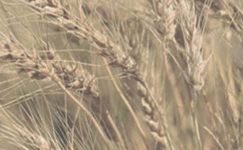 �r(n��ng)�a(ch��n)ƷС������ُ(g��u)�N��ͬ������3ƪ��