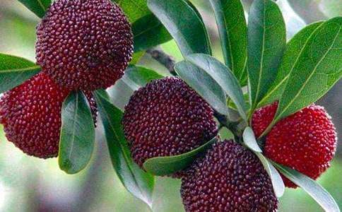 楊梅種植收購合同3篇