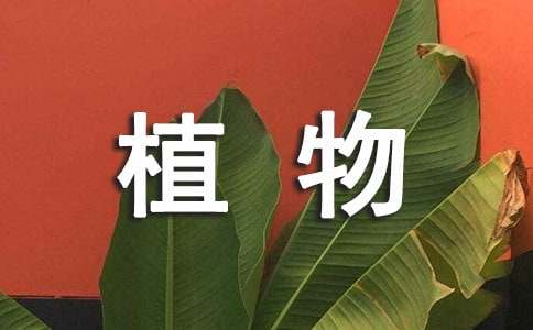 植物學(xué)學(xué)生的實習(xí)報告