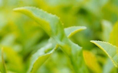 茶葉訂購合同范文合集6篇