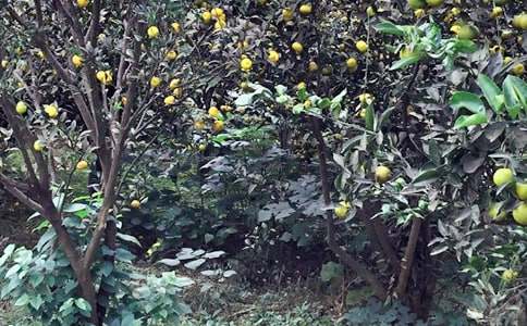 農家樂活動策劃方案