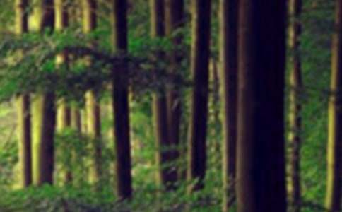 ɭ�ַ�����Z��(15ƪ)