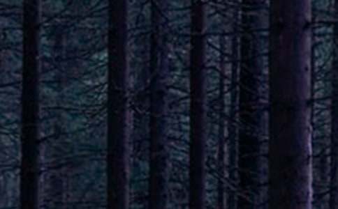 ɭ�ַ�����Z���R��4ƪ