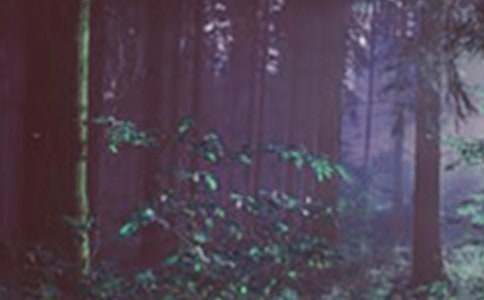 ���oɭ�ֽ��h��(���x15ƪ)