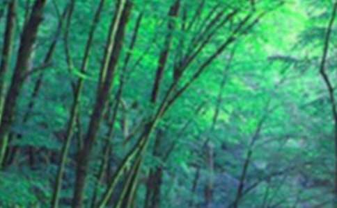 ɭ�ַ���ĳ��Z��15ƪ