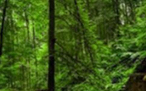 ɭ�ַ�����Z��(sh��)��ƪ