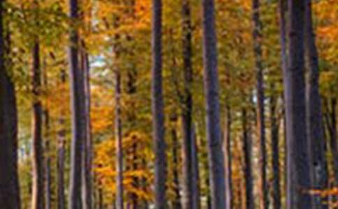 ���oɭ�ֽ��h�����x15ƪ