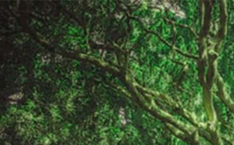 ���o(h��)ɭ���YԴ���h��