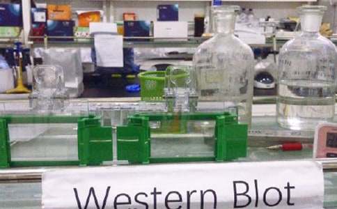 生物實驗室工作計劃集錦15篇