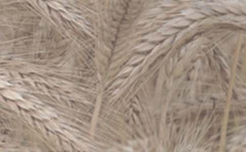 收購小麥合同范本