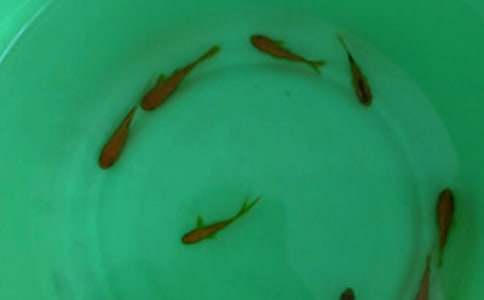 購魚苗合同范本