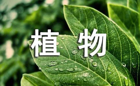 植物學(xué)實(shí)習(xí)報(bào)告匯總8篇